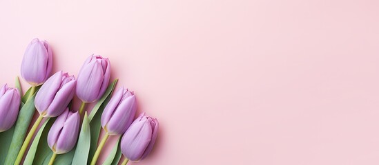 Poster - A flat lay copy space image featuring delicate pink tulips arranged on a pastel violet background Perfect for Women s Day greeting cards with a designated area for text