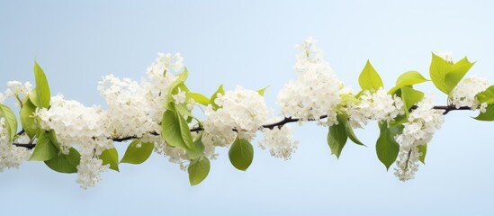 Aufkleber - Isolated copy space image of a white lilac branch