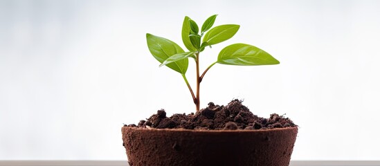 Aufkleber - A close up image of a young seedling in a peat pot against a white background with ample copy space