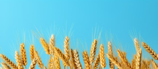 Aufkleber - Close up of golden ears of wheat and rye with dry yellow spikelets of cereal on a light blue background Ample copy space included
