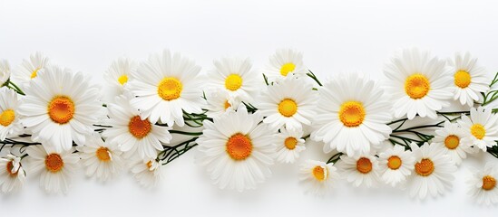 Poster - A delightful copy space image of isolated daisy flowers on a plain background