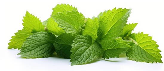 Poster - A cluster of lime colored lemon balm leaves featured in a copy space image set against a white backdrop