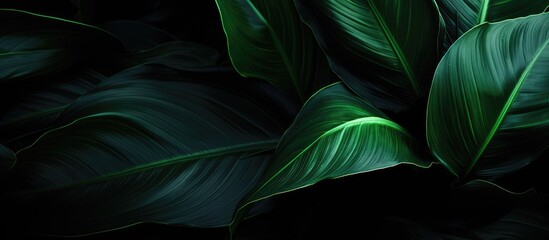 Aufkleber - Beautiful dark green leaves of Homalomena are shown in a close up copy space image with light and shadow creating an alluring contrast against a dark background
