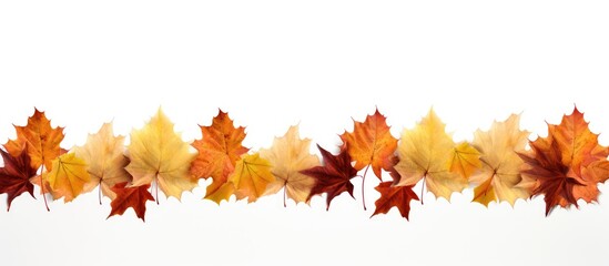 Poster - Autumn maple leaves forming a border isolated on a white background Copy space image