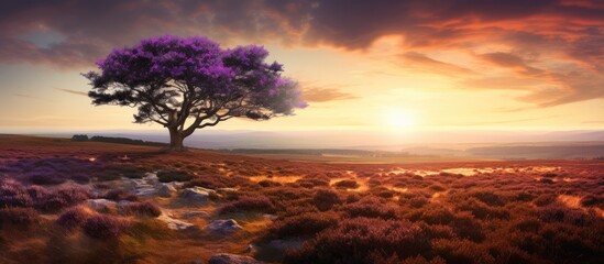 Poster - In the enchanting glow of the evening sun the alluring heather thrives Its vibrant presence illuminates the autumnal scenery painting a picturesque backdrop A captivating copy space image awaits nestl