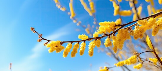 Poster - A natural spring background capturing the vibrant contrast of yellow Catkins against a blue sky providing ample copy space for an image