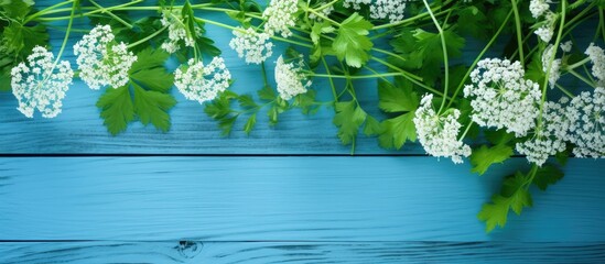 Poster - A collection of chervil flowers and leaves from various plants displayed on a blue wooden table background with copy space image