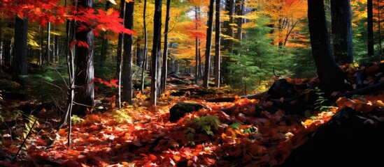 Poster - Autumn reveals a vibrant tapestry of leaves showcasing a range of colors in a serene Northern European forest. with copy space image. Place for adding text or design