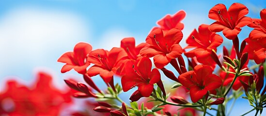 Poster - A copy space image captures vibrant red flowers under natural daylight