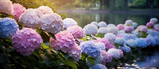 Poster - Copy space image of blooming hydrangeas and a pond in a scenic park