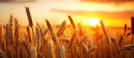 Poster - A close up nature photo of a golden wheat field at sunset with a cloudy orange sky as backdrop The setting sun s rays create a copy space image evoking the idea of a bountiful harvest