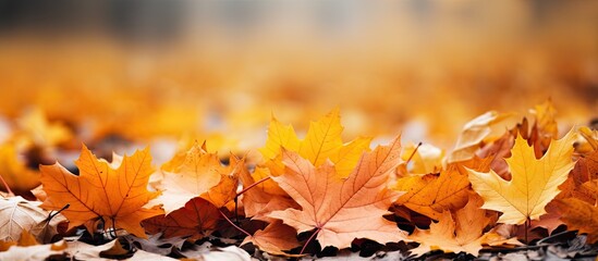 Aufkleber - On the ground there are vibrant dry maple leaves depicting the colors of autumn in a copy space image