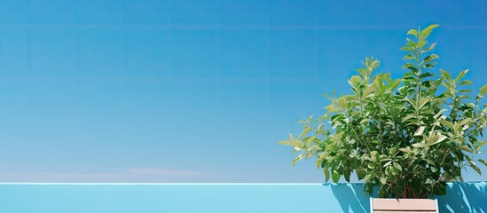 Poster - Bright sunny day at a summer terrace cafe with a close up view of a green decorative plant against a blue sky background A landscape with ample copy space