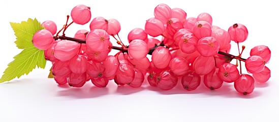 Wall Mural - A copy space image of pink maple fruits in spring isolated on a white background perfect for framing a photo