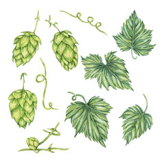 Hop cones and leaves watercolor illustration. Green humulus lupulus design elements for Oktoberfest, St. Patrick's day celebration, beer brewing industry. Hops plant clipart for brewery, beer label