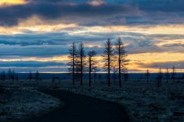 Wall Mural - Woodlands landscape at sunrise in Northern California in Spring 