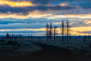 Sticker - Woodlands landscape at sunrise in Northern California in Spring 