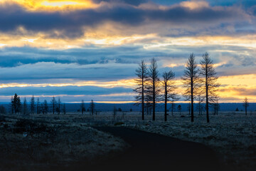 Wall Mural - Woodlands landscape at sunrise in Northern California in Spring 