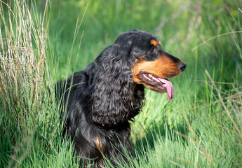 Wall Mural - English Cocker Spaniel