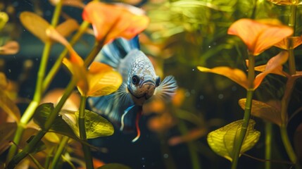 Poster - A betta fish peeking out from behind a cluster of floating plants in its aquarium, its curious gaze capturing the viewer's attention.