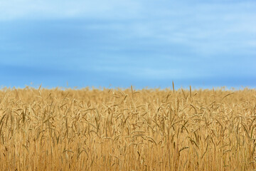 detail of a wheat field in the region of Vega Valdavia, Palencia with the contrast of the blue sky and the yellow cereal