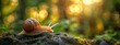 © QuietWord - close up cute snail crawling on forest floor