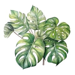  Watercolor illustration of Monstera deliciosa leaves with natural green tones, perfect for botanical designs and nature-inspired artwork.
