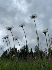 Sticker - dandelion against sky