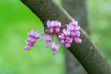 Wall Mural - Pink flowers cercis canadensis close-up. Buds family fabaceae grow on branches and trunk. Purple spring blossom bagryannik in sunny day. Blooming redbud Judas tree in springtime in park. Pink plant.