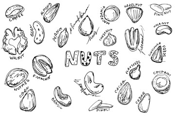 Set of nuts and seeds doodle. Almond, hazelnut, macadamia, cashew, chestnut, pecan, pine nuts, , coconut, cedar, walnut, coffee beans, cacao, pistachio sketch.  Vector illustration isolated on white 