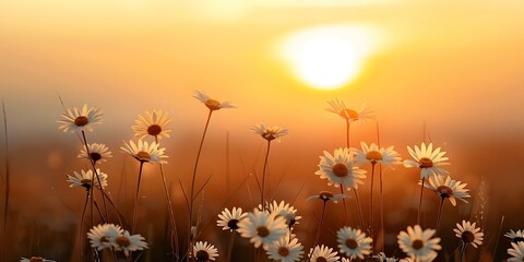 Wall Mural - Daisies Blooming in a Sunny Field at Dusk with a Sunset. Concept Flower Photography, Sunset Fields, Nature Shots, Dusk Colors