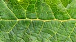 © Mikus - A close-up of a green leaf with a yellow line down the middle Two parallel lines, yellow, intersect at its center