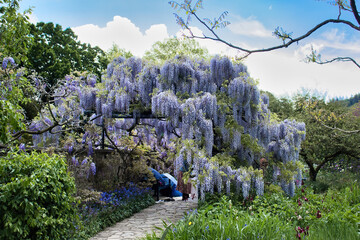 Purple wisteria growing over a walking path  in the Hermannshof Gardens in Weinheim, Germany.