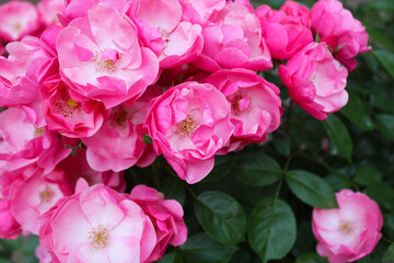 Wall Mural - pink rose bush, floral background of pink roses, flowers pink rose with fresh green leaves, beautiful blooming flowers, close up view