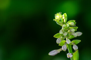 Sticker - lily of the valley