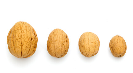 Different sizes walnuts isolated on a white background