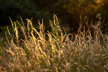 Wall Mural - Field of grass during sunset