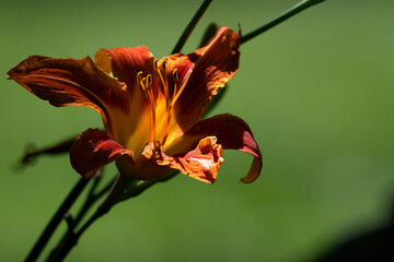 Wall Mural - orange tiger lily