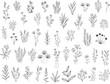 © lumitar - Herbal Collection. Editable line art monochrome Design. Set of linear floral designs, medicine flowers and plants. Vector illustration