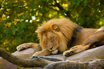 Wall Mural - adult Lion sleeping on the stone