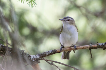 Sticker - Red-eyed vireo (Vireo olivaceus) in summer