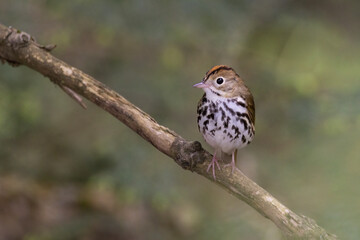 Canvas Print - Male ovenbird (Seiurus aurocapilla) singing