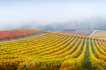 Wall Mural - Vineyard in the Adelaide Hills