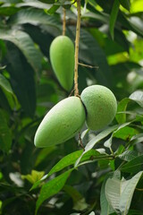 Close-up of green mango on the tree