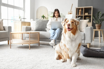 Sticker - Cute Australian Shepherd dog with owner using laptop at home