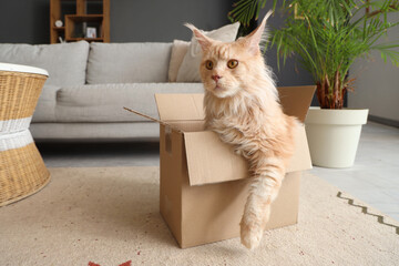 Wall Mural - Cute beige Maine Coon cat sitting in cardboard box at home