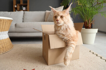 Poster - Cute beige Maine Coon cat sitting in cardboard box at home