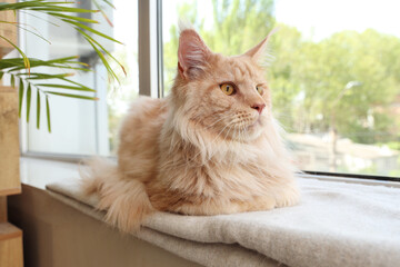 Canvas Print - Cute beige Maine Coon cat lying on windowsill at home