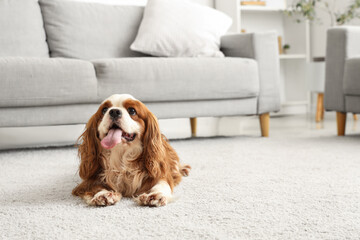 Sticker - Adorable cavalier King Charles spaniel sitting on carpet at home