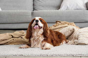 Sticker - Adorable cavalier King Charles spaniel with blanket and cushions on carpet at home